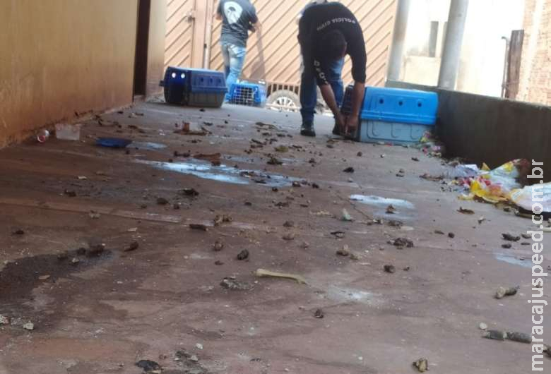 Cinco cães são resgatados em situação de maus-tratos na capital Cinco cães são resgatados em situação de maus-tratos na capital