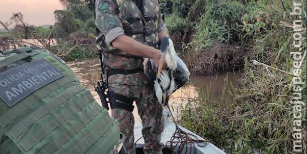 Debilitada, garça que estava presa em anzol há dias no rio Amambai é resgatada Debilitada, garça que estava presa em anzol há dias no rio Amambai é resgatada