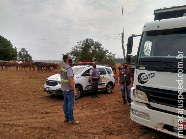 Defesa Agropecuária e PM interceptam transporte irregular de 27 equinos 