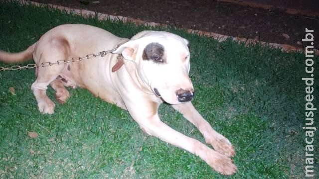 Depósito do tráfico vigiado por pitbull escondia 1.500 quilos de drogas Depósito do tráfico vigiado por pitbull escondia 1.500 quilos de drogas