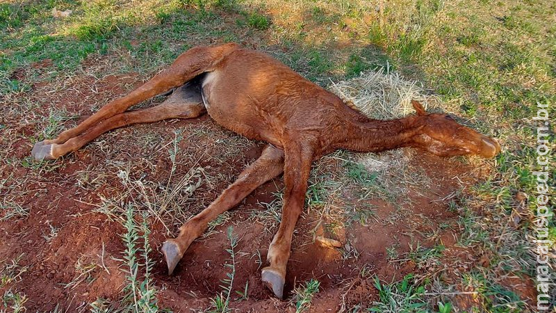 Dono de égua é autuado por maus tratos ao deixar animal doente sem alimento e água
