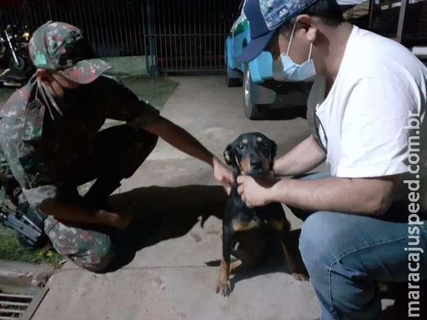Dono viaja e deixa cachorro a 