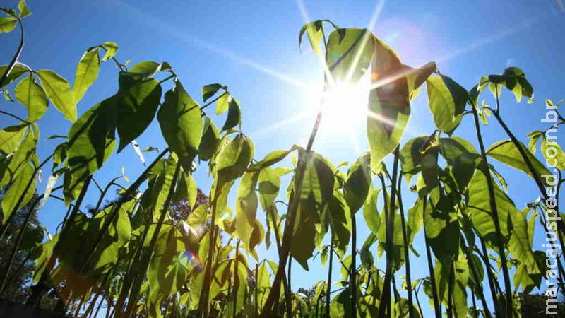 Dourados terá distribuição de mudas de árvores nesta terça Dourados terá distribuição de mudas de árvores nesta terça
