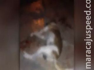 Em Ponta Porã, mulher encontra cão morto e suspeita que vizinha tenha envenenado