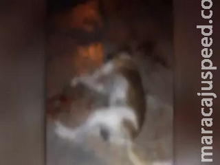 Em Ponta Porã, mulher encontra cão morto e suspeita que vizinha tenha envenenado Em Ponta Porã, mulher encontra cão morto e suspeita que vizinha tenha envenenado