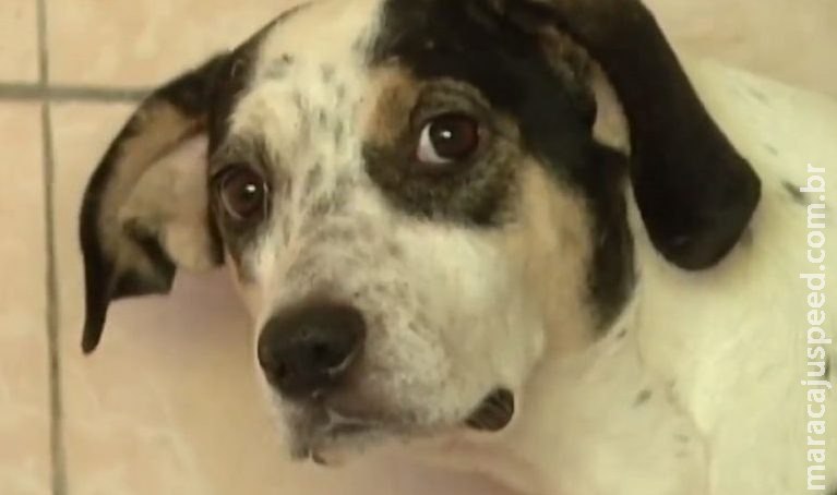Eutanásia em cães com leishmaniose não diminui a doença entre humanos, dizem especialistas Eutanásia em cães com leishmaniose não diminui a doença entre humanos, dizem especialistas