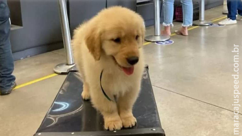 Filhote de Golden Retriever morre após voo de São Paulo para o Rio de Janeiro Filhote de Golden Retriever morre após voo de São Paulo para o Rio de Janeiro