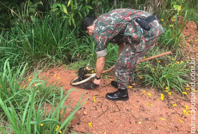 Gambá é capturado após 