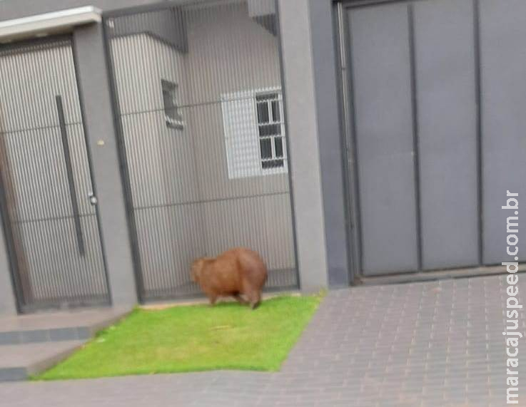 Moradora flagra capivara em uma das ruas do Bairro Eco Park Moradora flagra capivara em uma das ruas do Bairro Eco Park