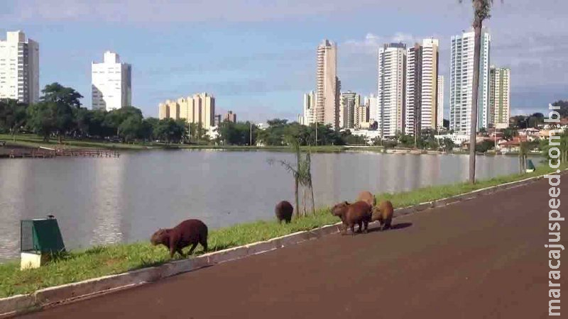 Morte de criança por febre maculosa no RJ deixa MS em alerta por causa de capivaras; entenda Morte de criança por febre maculosa no RJ deixa MS em alerta por causa de capivaras; entenda