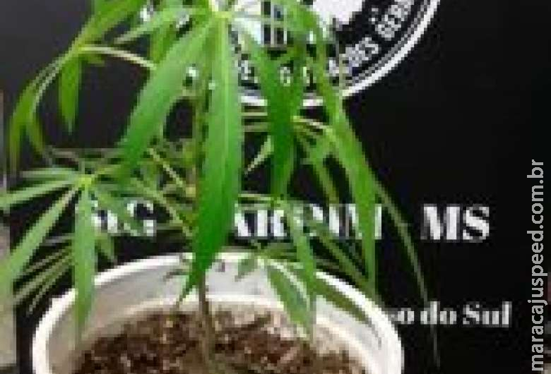 Mulher é presa suspeita de vender drogas para menor Mulher é presa suspeita de vender drogas para menor
