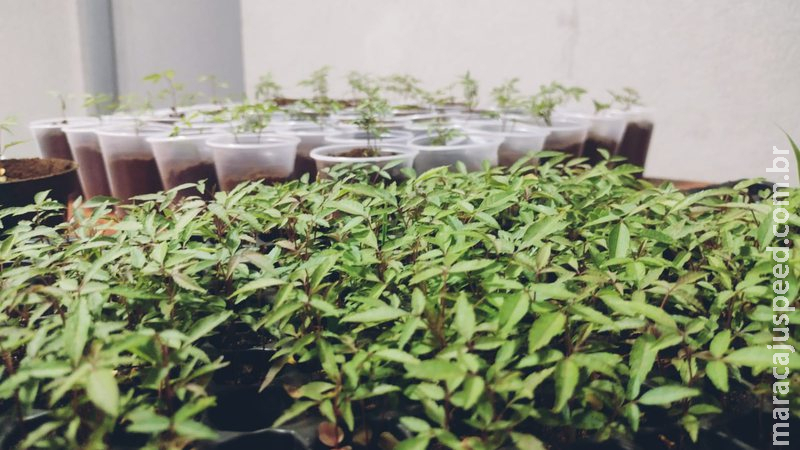 ONG distribui 5 mil mudas do Cerrado neste sábado em Campo Grande ONG distribui 5 mil mudas do Cerrado neste sábado em Campo Grande