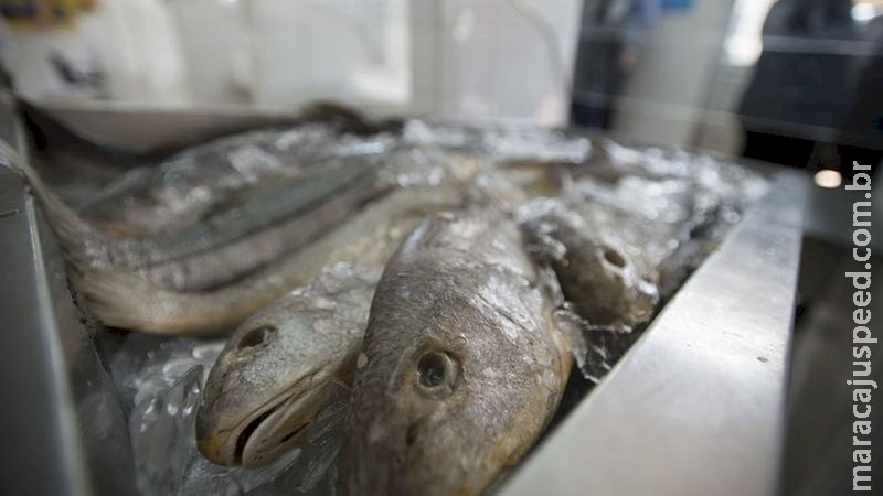 Para incentivar consumo de peixe e economia, MS tem Semana do Pescado até dia 15 