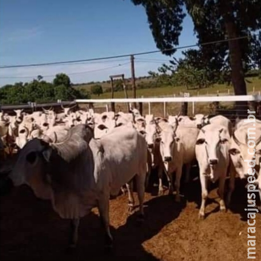 Pecuarista pede ajuda e oferece recompensa para localizar gado furtado em MS