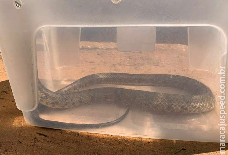 PMA captura serpente em residência na cidade Taquarussu
