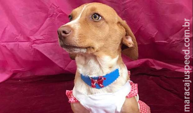 Polícia Civil monta segunda edição da feira de adoção de cães em Campo Grande