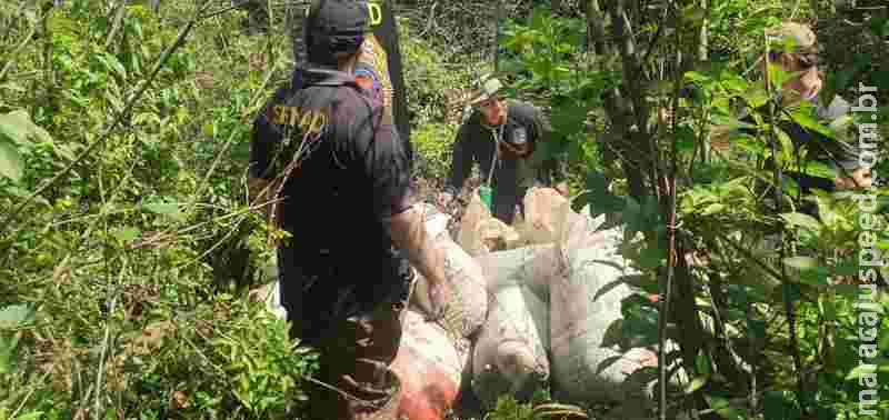 Polícia destrói 12 toneladas de maconha na fronteira de MS