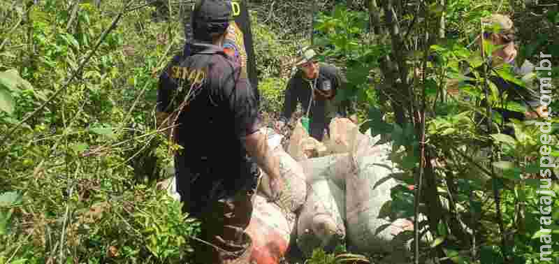 Polícia destrói 12 toneladas de maconha na fronteira de MS Polícia destrói 12 toneladas de maconha na fronteira de MS
