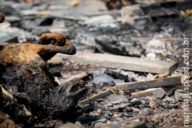 Polícia faz varredura e encontra pelo menos 12 cães e gatos mortos em terreno 