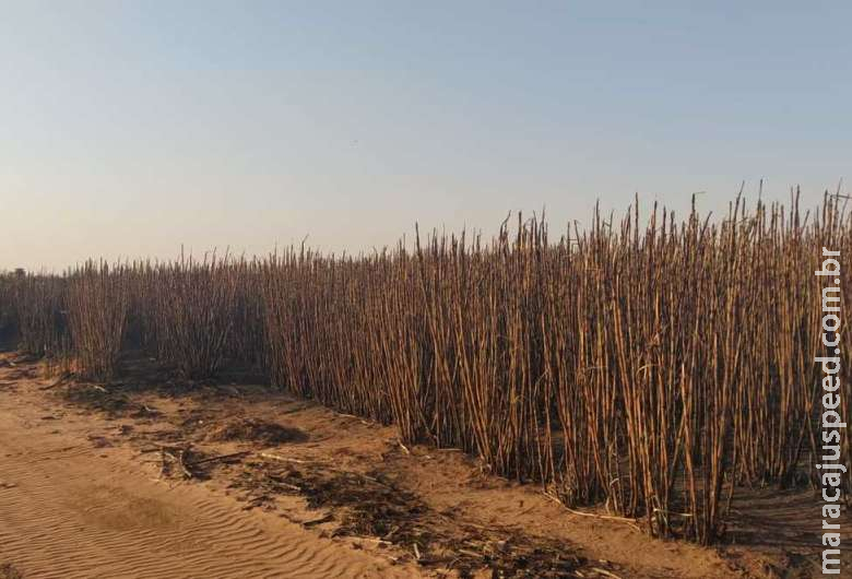 Queimada que se alastrou em área de preservação rende multa milionária a usina 