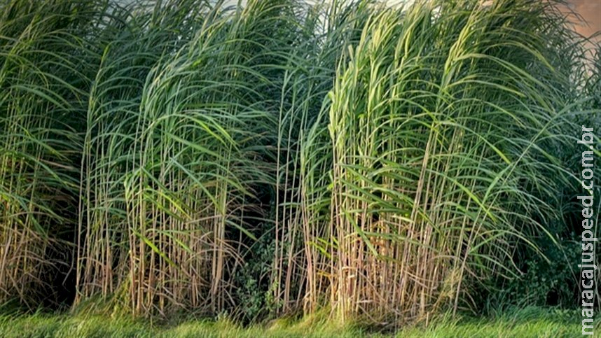 Safra da cana teve ter encerramento mais cedo 