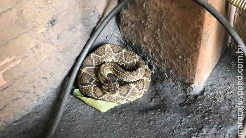 Serpente cascavel é encontrada dentro de loja em Campo Grande e proprietário aciona a PMA Serpente cascavel é encontrada dentro de loja em Campo Grande e proprietário aciona a PMA