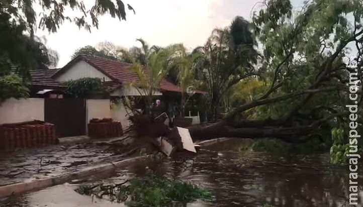 Temporal derruba árvores, rompe fios de energia e destelha casas em MS Temporal derruba árvores, rompe fios de energia e destelha casas em MS