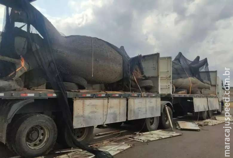 Tronco de árvore em carreta "escondia" cocaína avaliada em R$ 28 milhões Tronco de árvore em carreta "escondia" cocaína avaliada em R$ 28 milhões