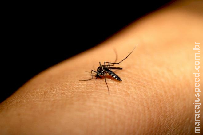 Bactéria que combate à dengue está presente em 60% dos insetos em Campo Grande Bactéria que combate à dengue está presente em 60% dos insetos em Campo Grande
