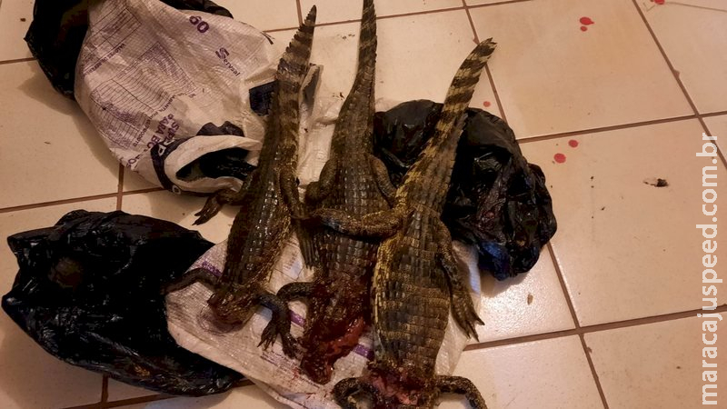 Caçadores são presos e multados em R$ 30 mil por abate de animais em MS Caçadores são presos e multados em R$ 30 mil por abate de animais em MS