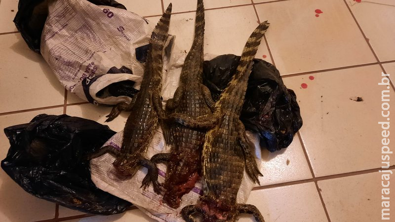 Caçadores são presos e multados em R$ 30 mil por abate de animais em MS