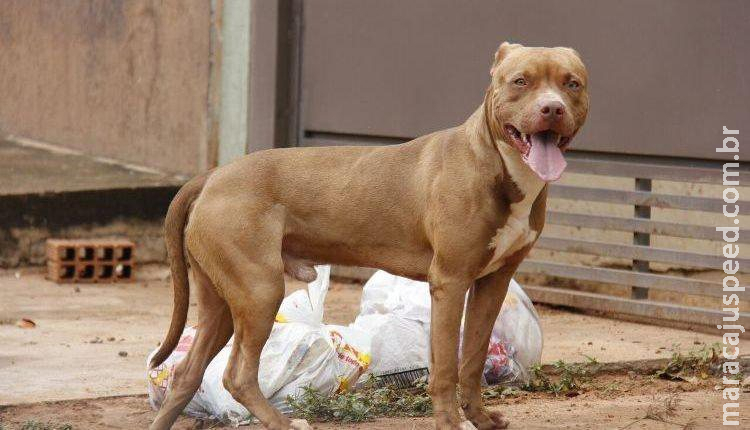 Cachorro tem dedo dilacerado e dono braço mordido em ataque de Pitbull em Campo Grande Cachorro tem dedo dilacerado e dono braço mordido em ataque de Pitbull em Campo Grande