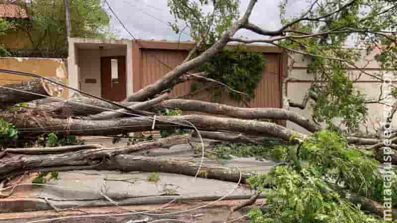 Campo Grande removeu 952 árvores e galhos e atendeu 40 famílias em 24h