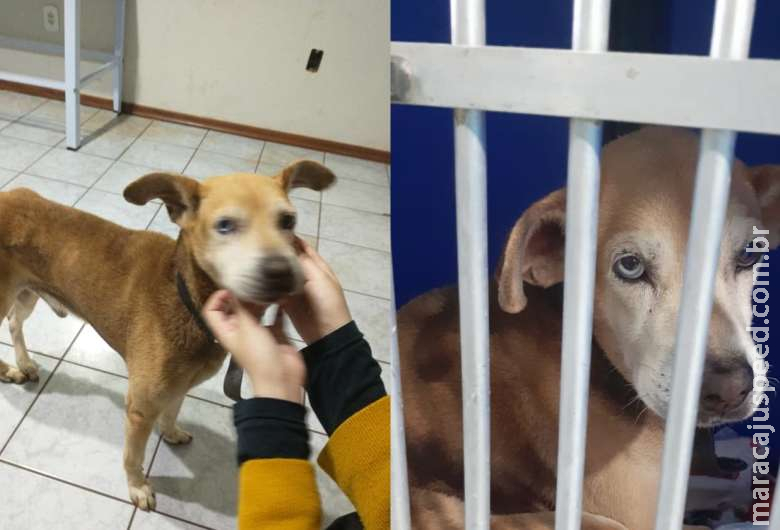 Com fome e pata fraturada, "Cristóvão" é resgatado por grupo de amigos Com fome e pata fraturada, "Cristóvão" é resgatado por grupo de amigos