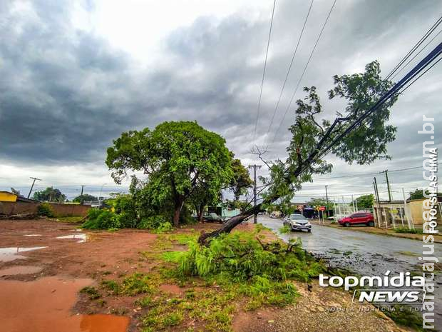 Corpo de Bombeiro registra 96 ocorrências de quedas de árvores ou galhos em Campo Grande