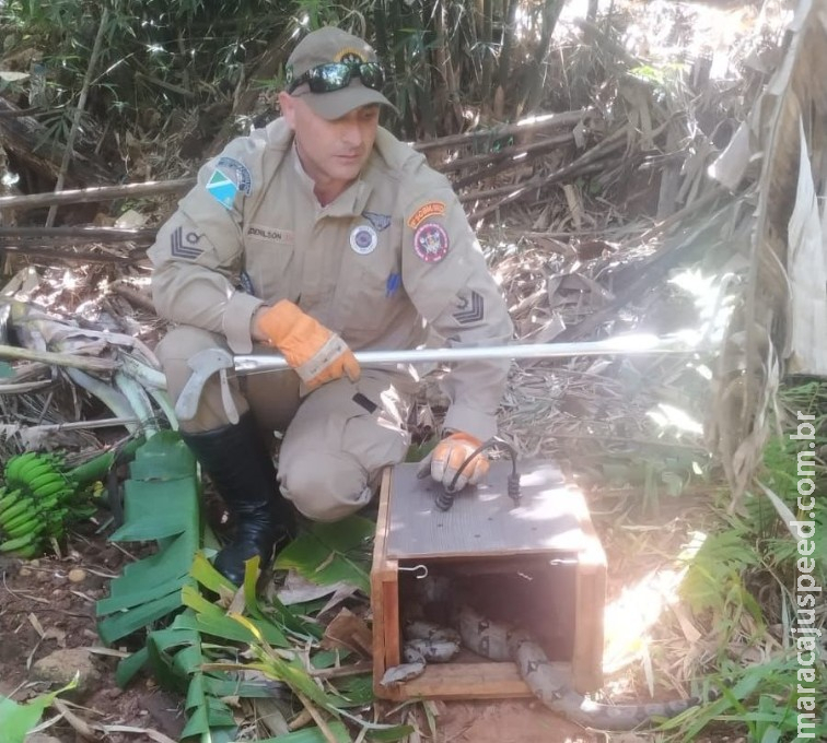 Corpo de Bombeiros de Caarapó captura cobra jiboia de 1,5 metro em barracão Corpo de Bombeiros de Caarapó captura cobra jiboia de 1,5 metro em barracão