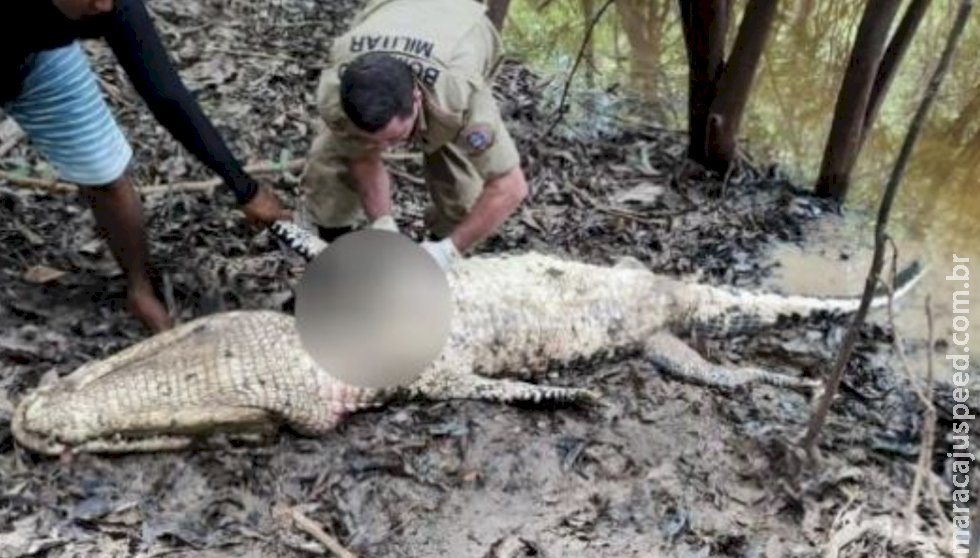 Corpo de pescador é encontrado dentro de jacaré Corpo de pescador é encontrado dentro de jacaré