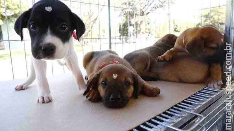 Dia Nacional do Cachorro: secretaria realiza live para debater adoção dos animais Dia Nacional do Cachorro: secretaria realiza live para debater adoção dos animais