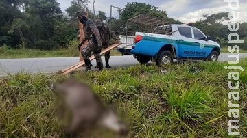 Dois são presos com anta Dois são presos com anta