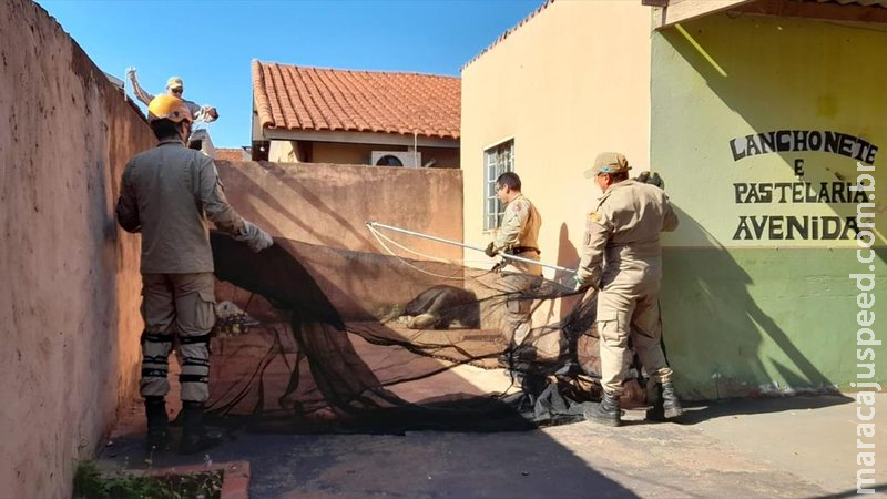 Durante resgate de tamanduá, bombeiro é ferido por animal em cidade de MS