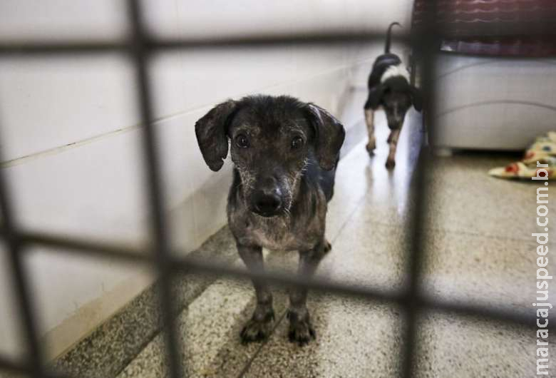 Entra em vigor lei que proíbe extermínio de cães e gatos saudáveis por órgãos públicos Entra em vigor lei que proíbe extermínio de cães e gatos saudáveis por órgãos públicos