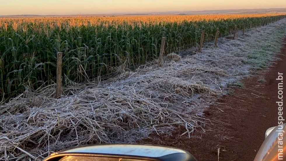 Estiagem e geada derrubaram produtividade em 36,56% e produção de milho em 31,53% Estiagem e geada derrubaram produtividade em 36,56% e produção de milho em 31,53%