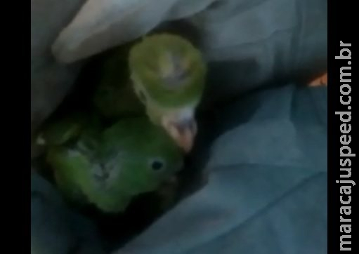 Filhotes de periquito são resgatados após caírem de ninho no Paço Municipal