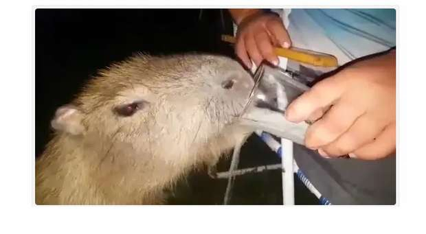 Homem dá cerveja para capivara e caso vai parar na Polícia Homem dá cerveja para capivara e caso vai parar na Polícia