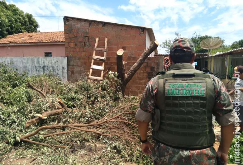 Homem é autuado após cortar árvores em frente residência Homem é autuado após cortar árvores em frente residência