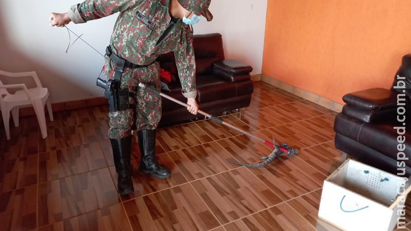 Lagarto teiú é capturado dentro de residência no centro de cidade em MS Lagarto teiú é capturado dentro de residência no centro de cidade em MS