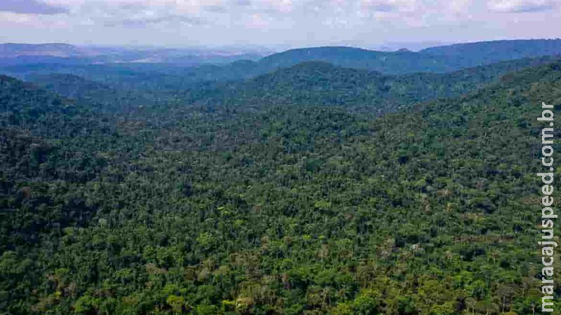 Mato Grosso concentra metade da exploração de madeira em toda Amazônia
