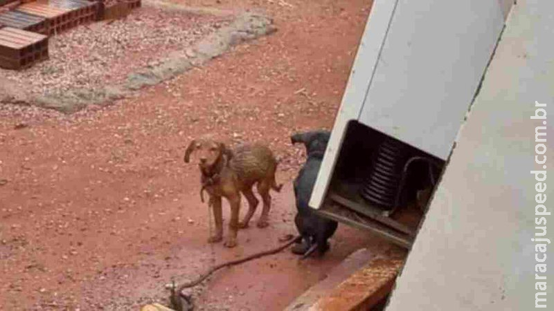Maus-tratos: donos são presos após deixarem sete cães na chuva e sem comida em MS Maus-tratos: donos são presos após deixarem sete cães na chuva e sem comida em MS