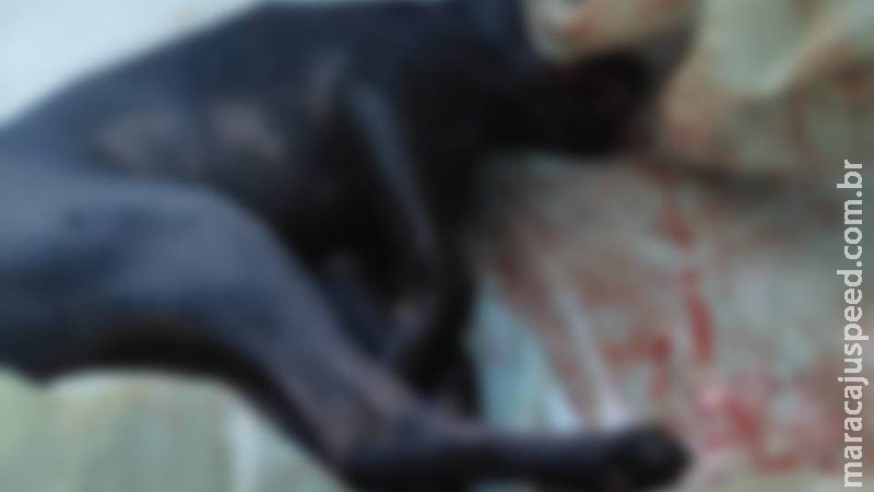 Maus-tratos: Homem é preso em flagrante após abandonar cão que morreu atropelado em MS Maus-tratos: Homem é preso em flagrante após abandonar cão que morreu atropelado em MS