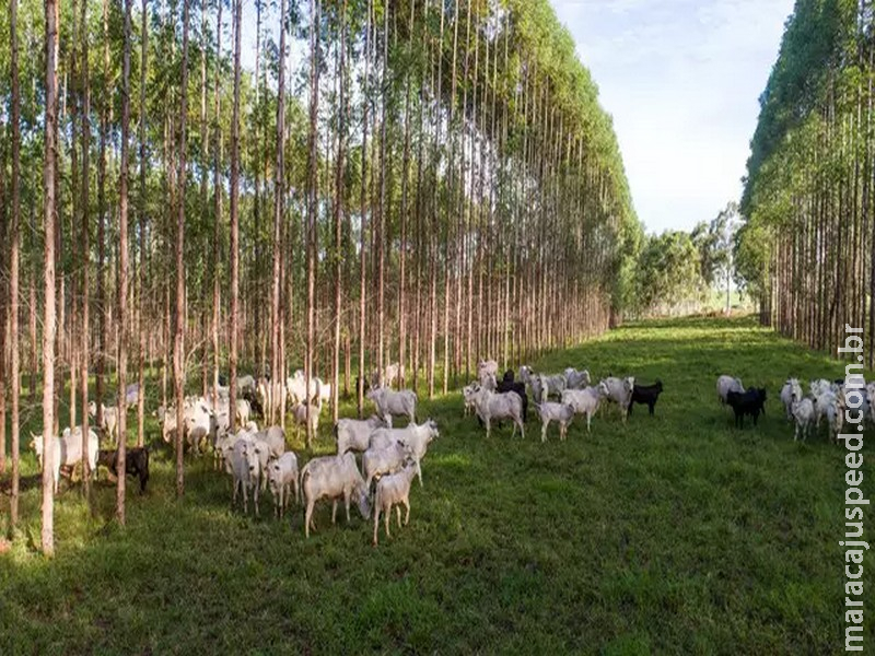 MS se consolida na pecuária sustentável e é pioneiro na Carne Carbono Neutro MS se consolida na pecuária sustentável e é pioneiro na Carne Carbono Neutro